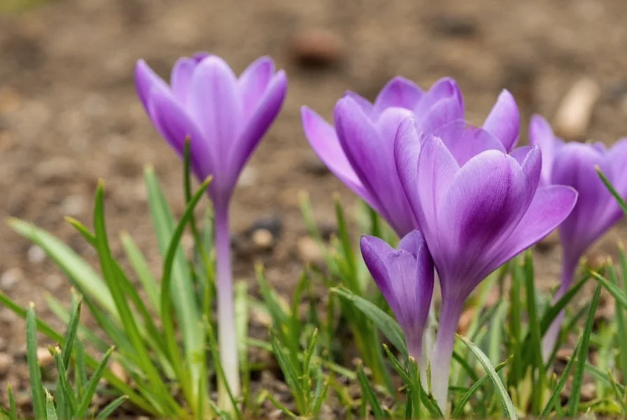 Close-up of hands carefully separating saffron stigmas from crocus flowers