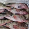 Frozen Red Cod Fish for Sale