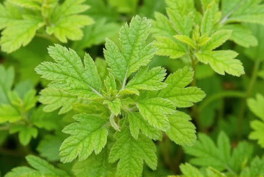 Chervil growing in garden soil with close-up of delicate leaves