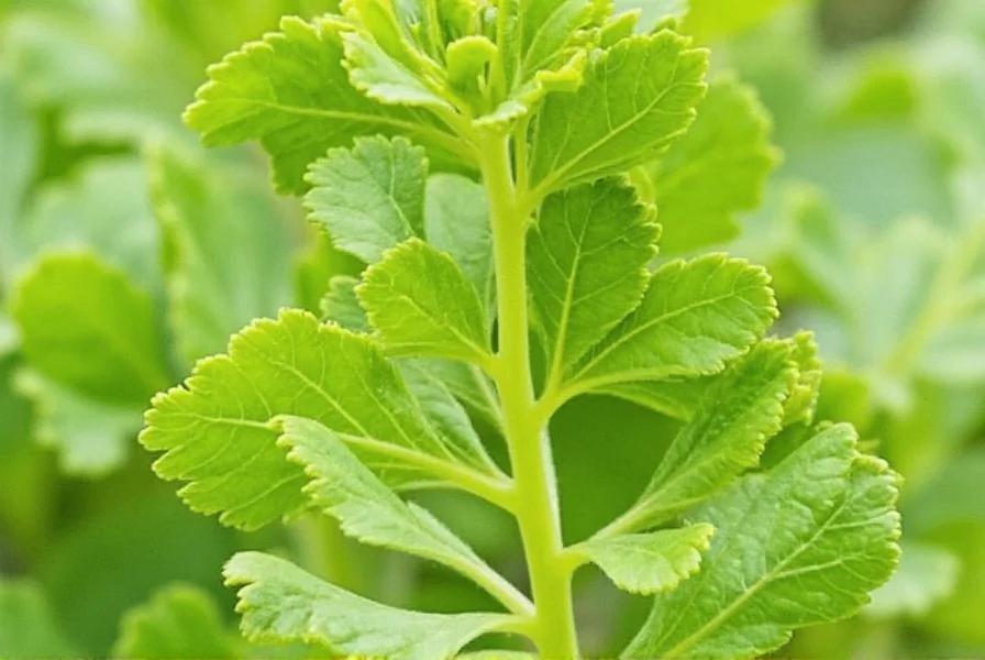 Various forms of celery seed products including whole seeds, powder, and capsules