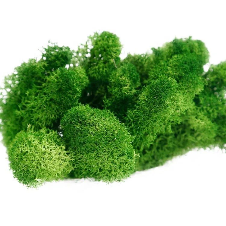 Image of Stabilized Natural Flowers Decoration Materials Preserved Dried Eternal Moss For Christmas