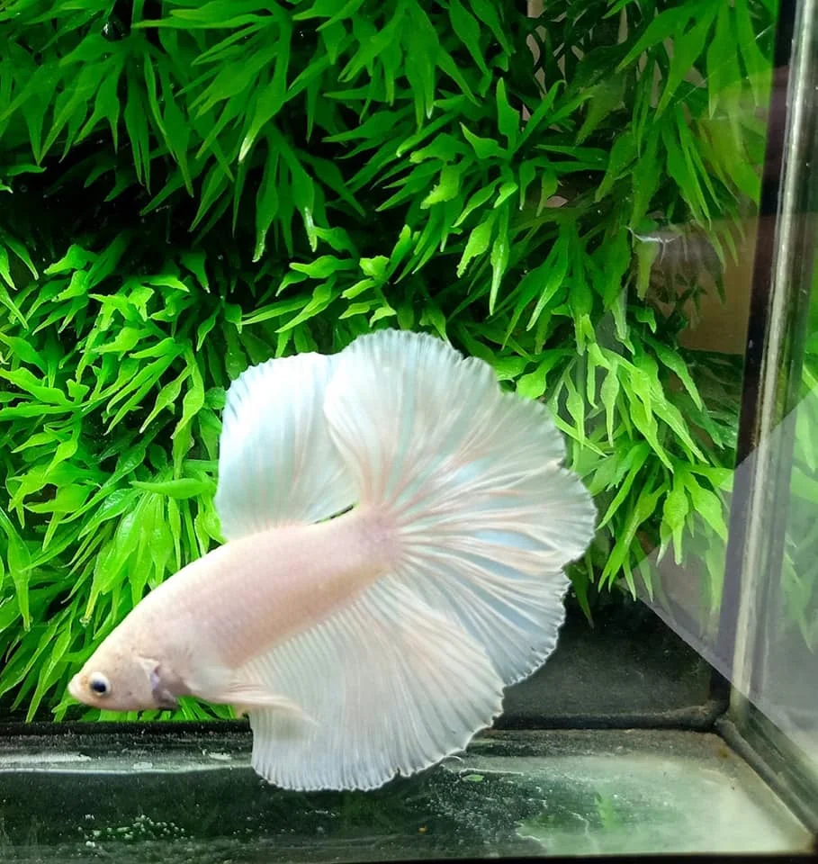 
HALFMOONS - Thailand Betta Fish Live Multicolor Koi Galaxy Rose Plakats Male Siamese Fighting Ornamental Fish Pet Aquariums Tank 