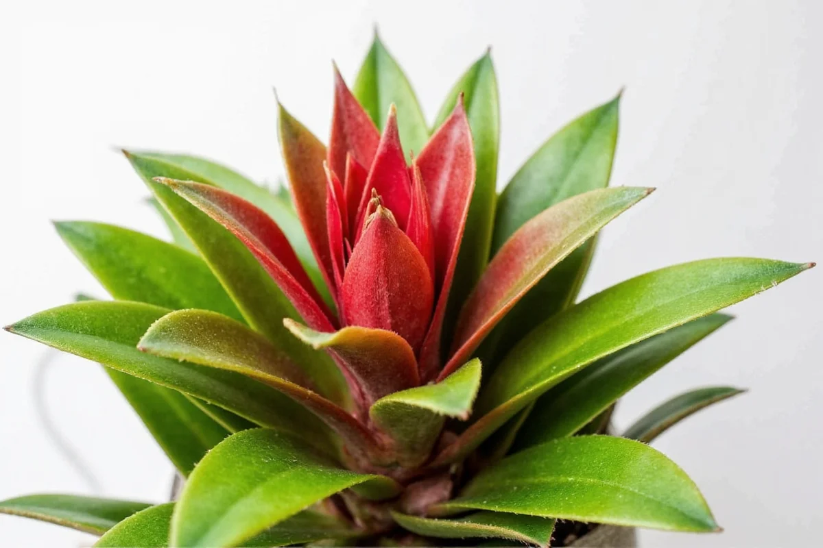 how to care for bromeliad plant