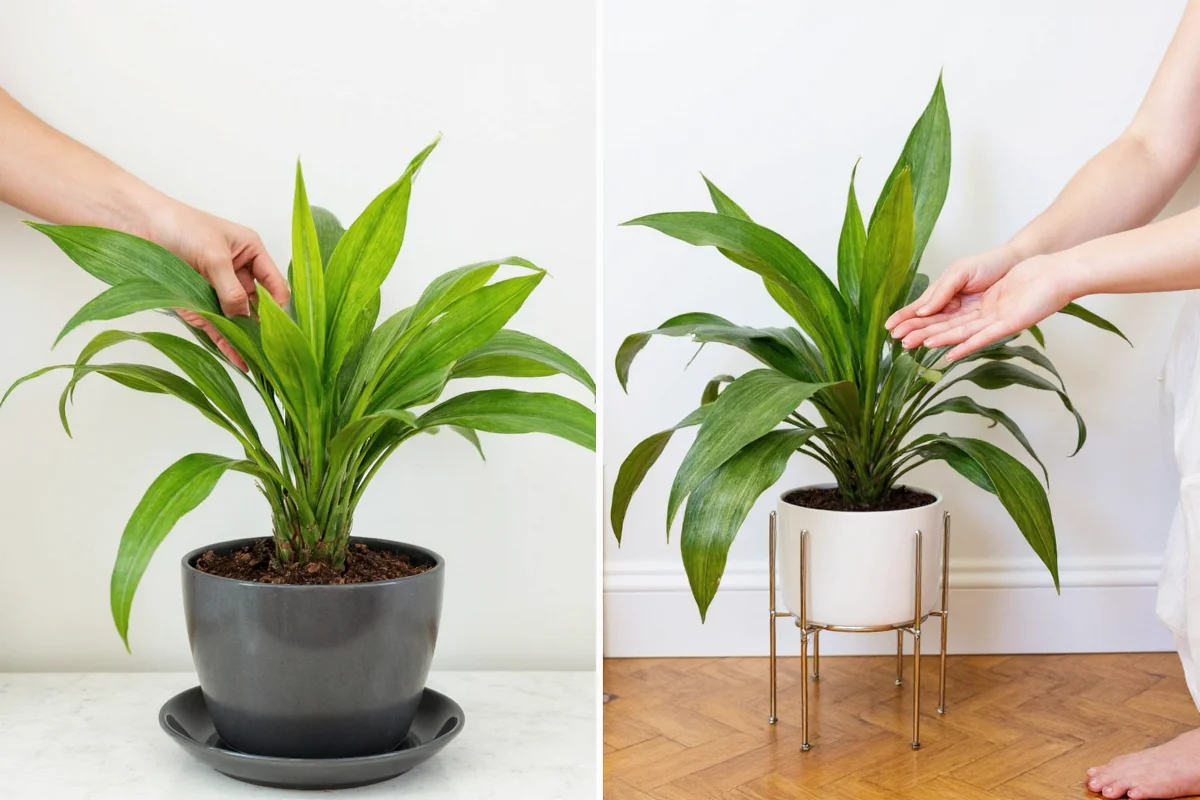 how to take care of a dracaena plant