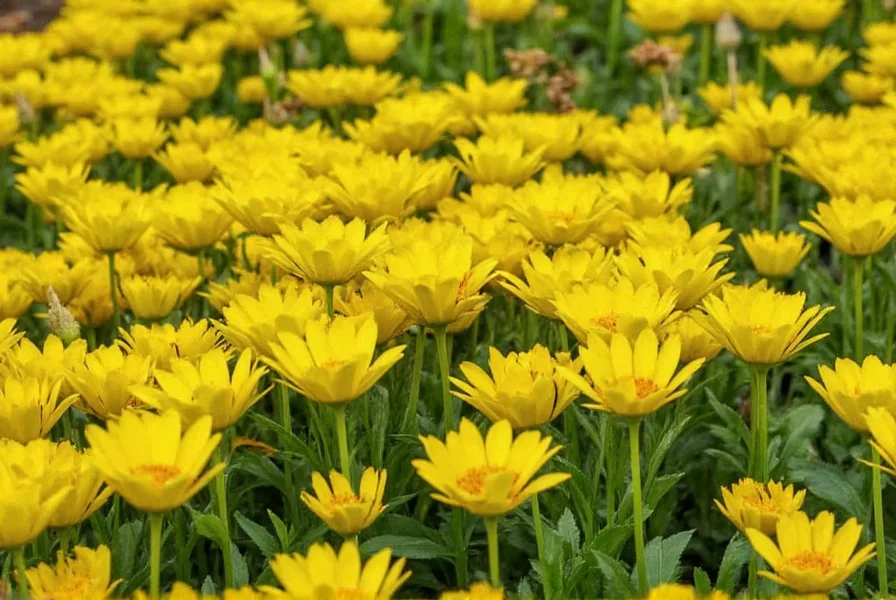 Turmeric rhizomes ready for planting with soil preparation