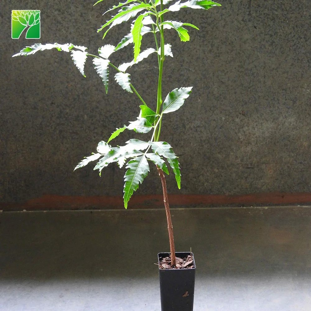 
Cheap wholesale 12 14inch height garden arbor plant Azadirachta indica Neem 