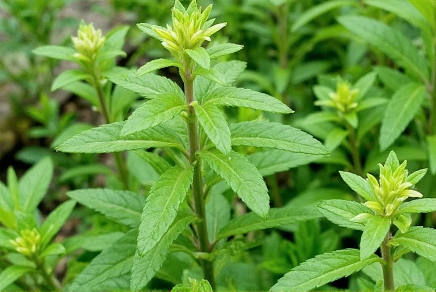 Marjoram plant