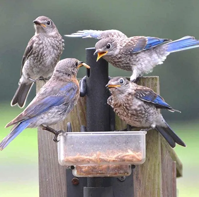 dried mealworms for bird.JPG
