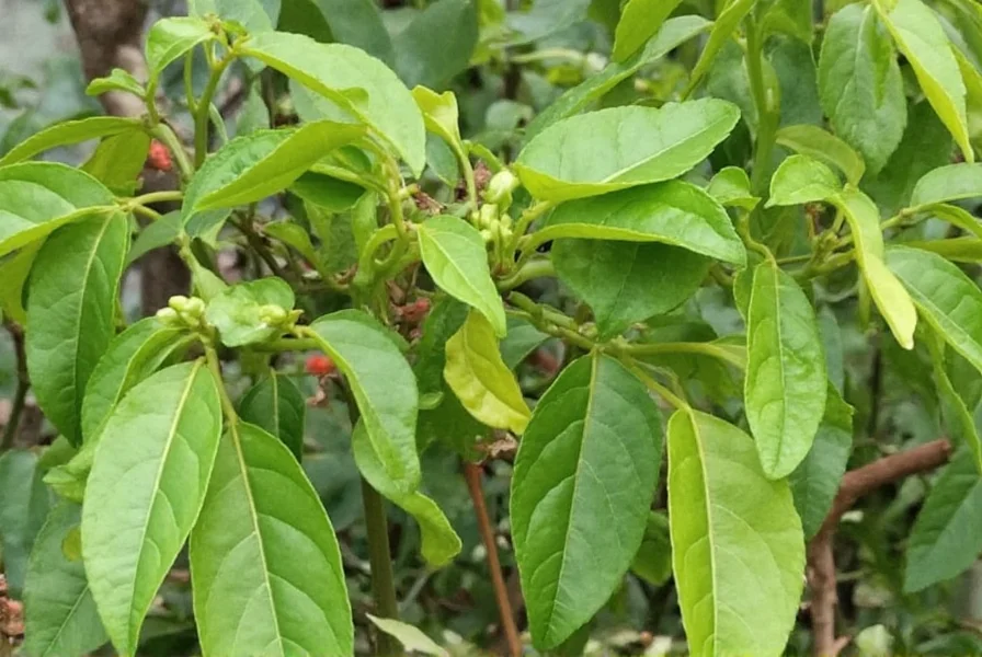chili tepin plant spicy secrets of the wildfire pepper you can grow at home