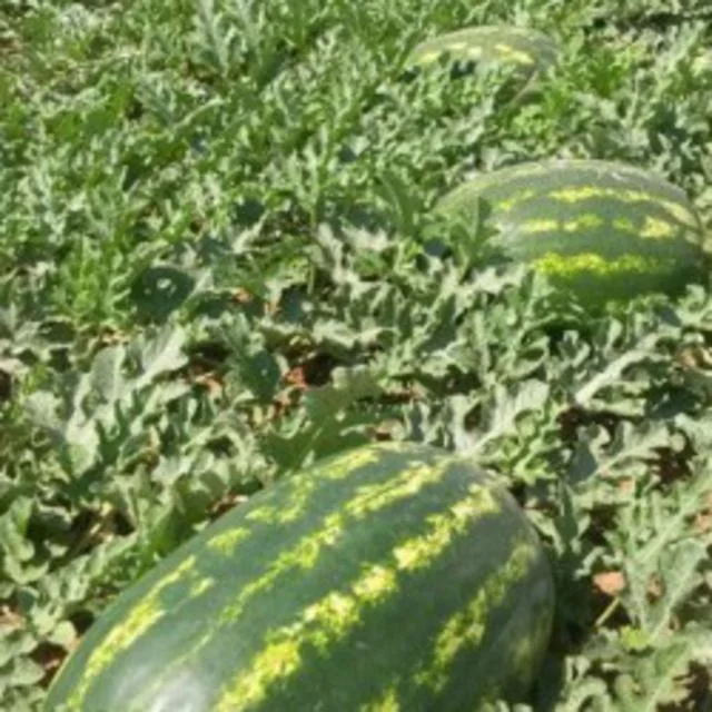 
fresh watermelon 