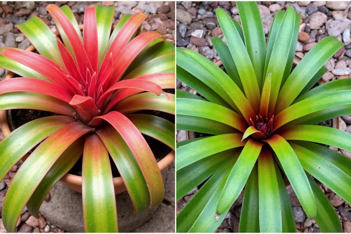 how to take care of a bromeliad plant