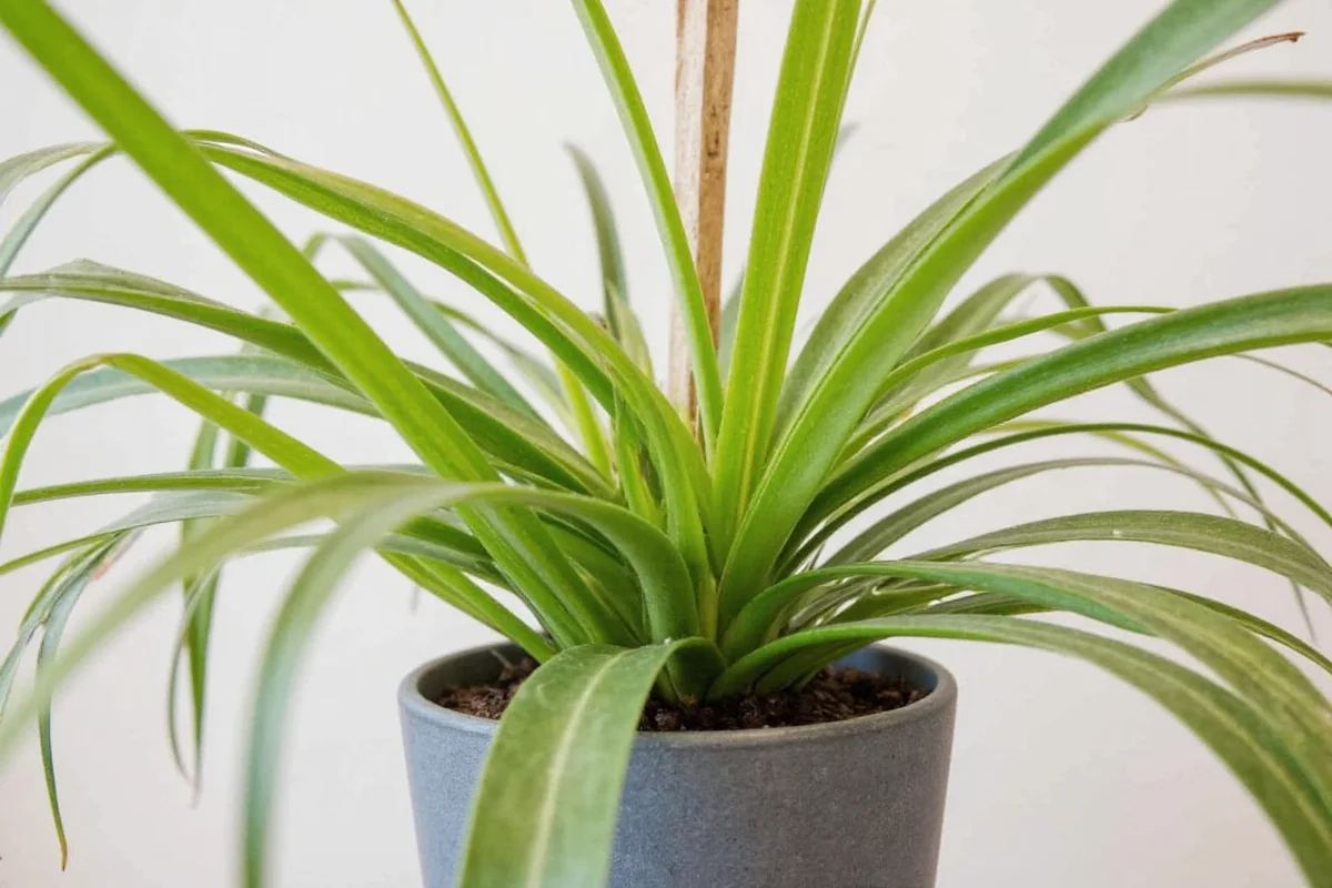 how to make spider plant bushy