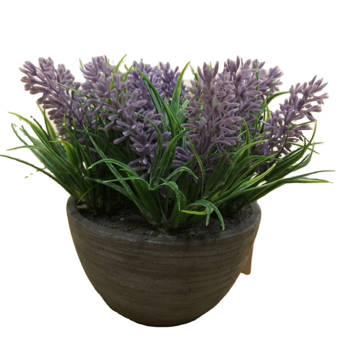 

Lavender bonsai plant, Customized
