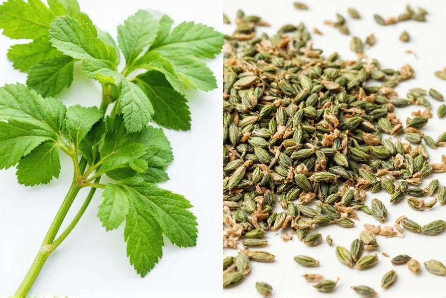 Herb rack with fresh and dried herbs