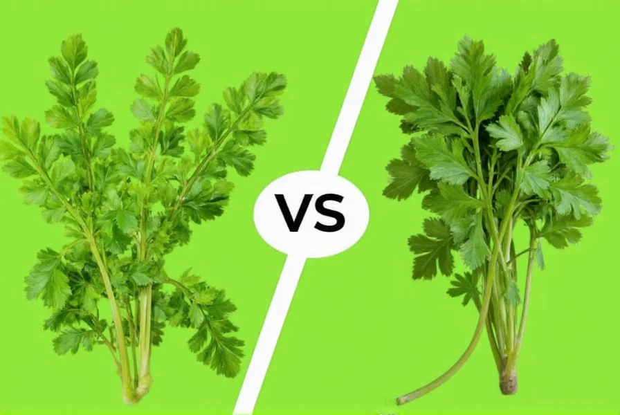 Coriander vs Cilantro: Same Plant, Different Names Explained