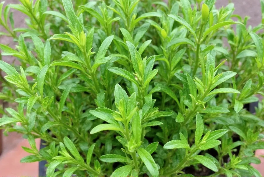 the herb that makes a difference leaf tarragon for every kitchen