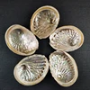 Wholesale Natural Craft Seashells Australia Raw Abalone Shell For Jewelry Making