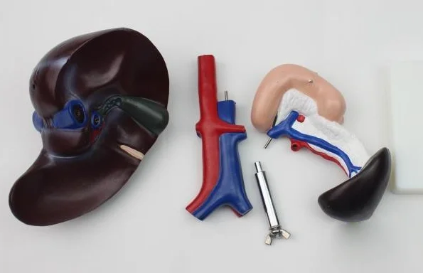 Life Size Human Anatomy Liver Pancreas And Duodenum Model Surgery Medical Display