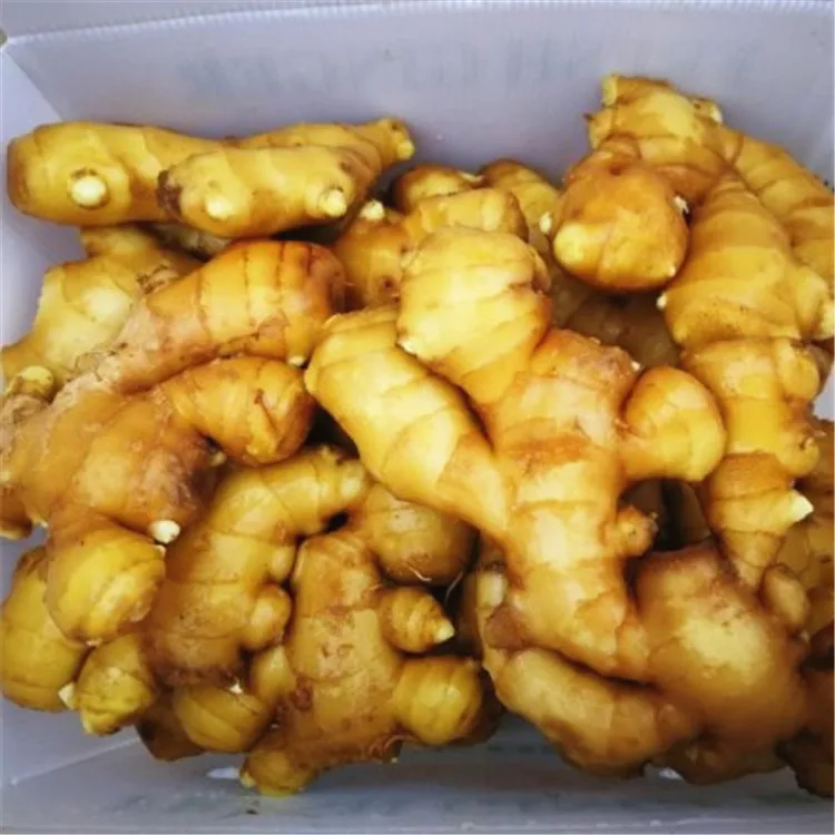 
Fresh gingger 2020 China gingger export from professional factory  (1600168459088)