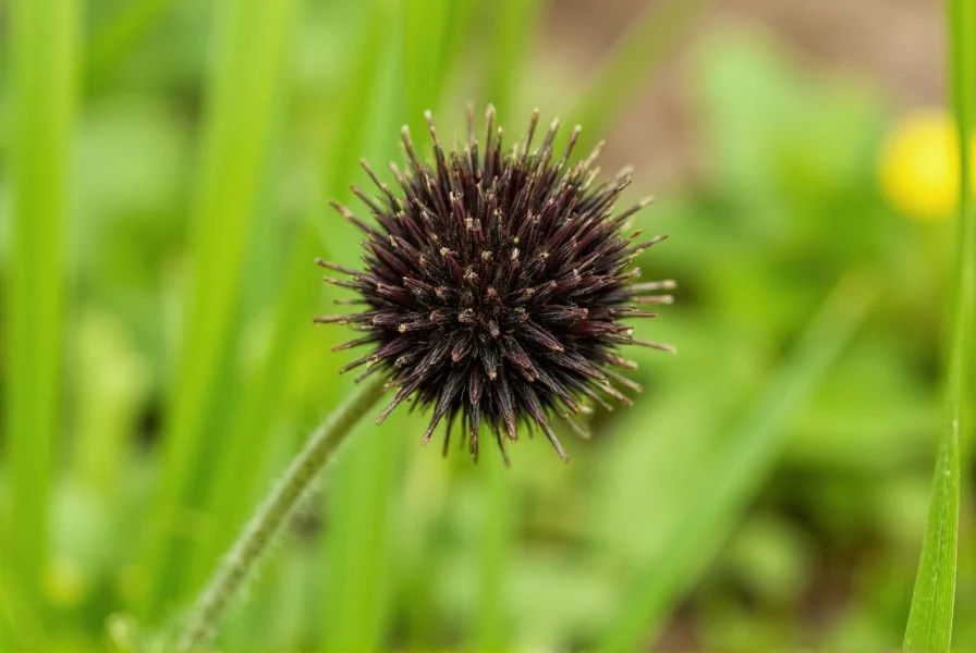 Black Cumin: Science-Backed Benefits and Usage Guide