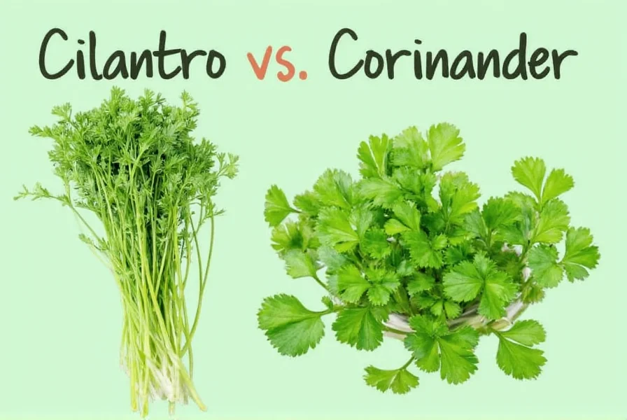 Cilantro vs Coriander: Same Plant, Different Names Explained