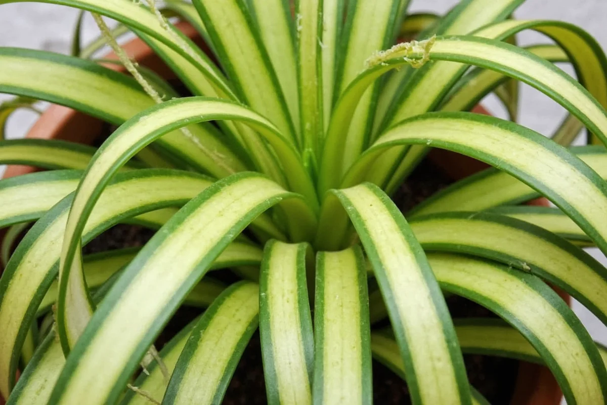 how to divide a spider plant