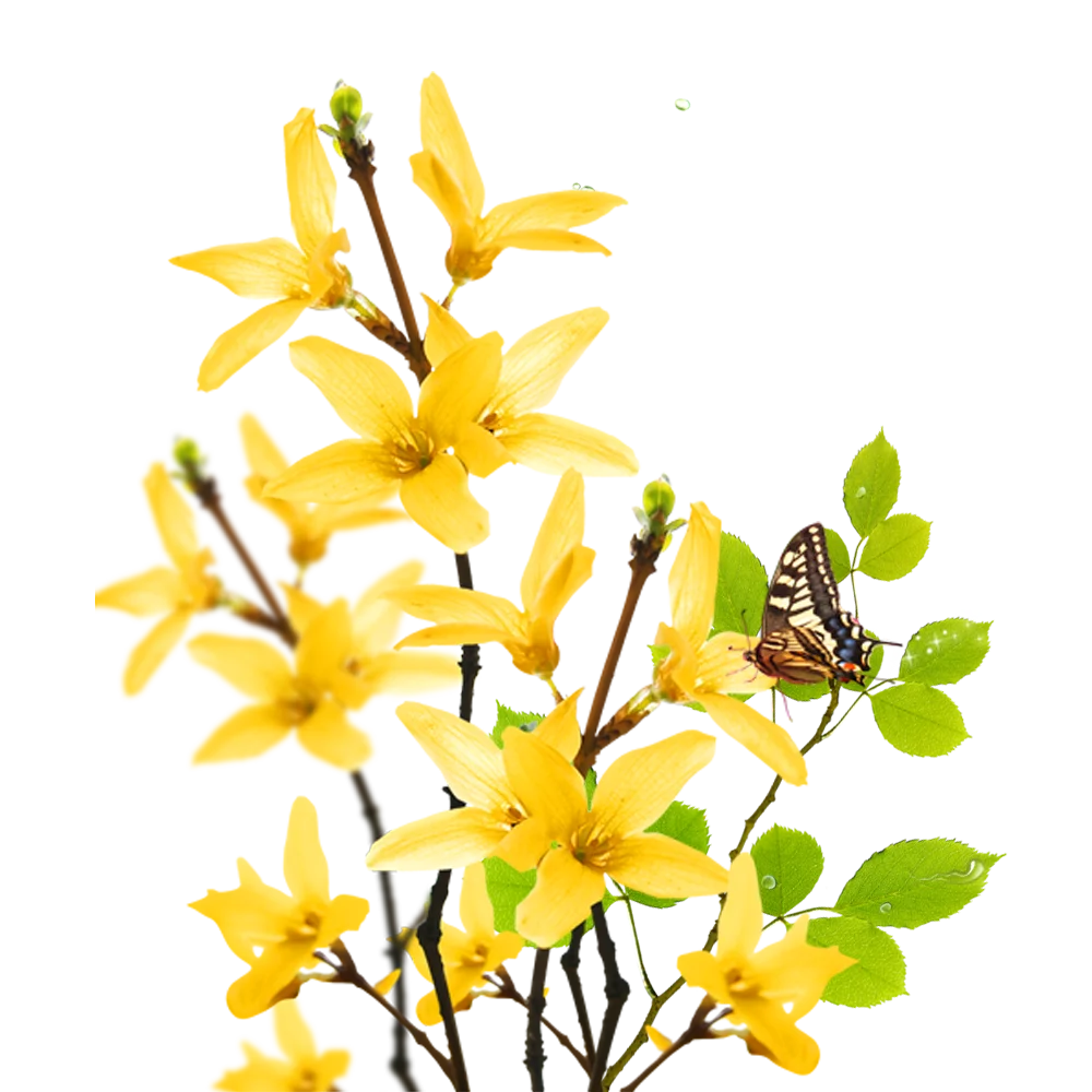 

Wholesale High quality 100% pur eesssential Weeping forsythiae oil for skin care
