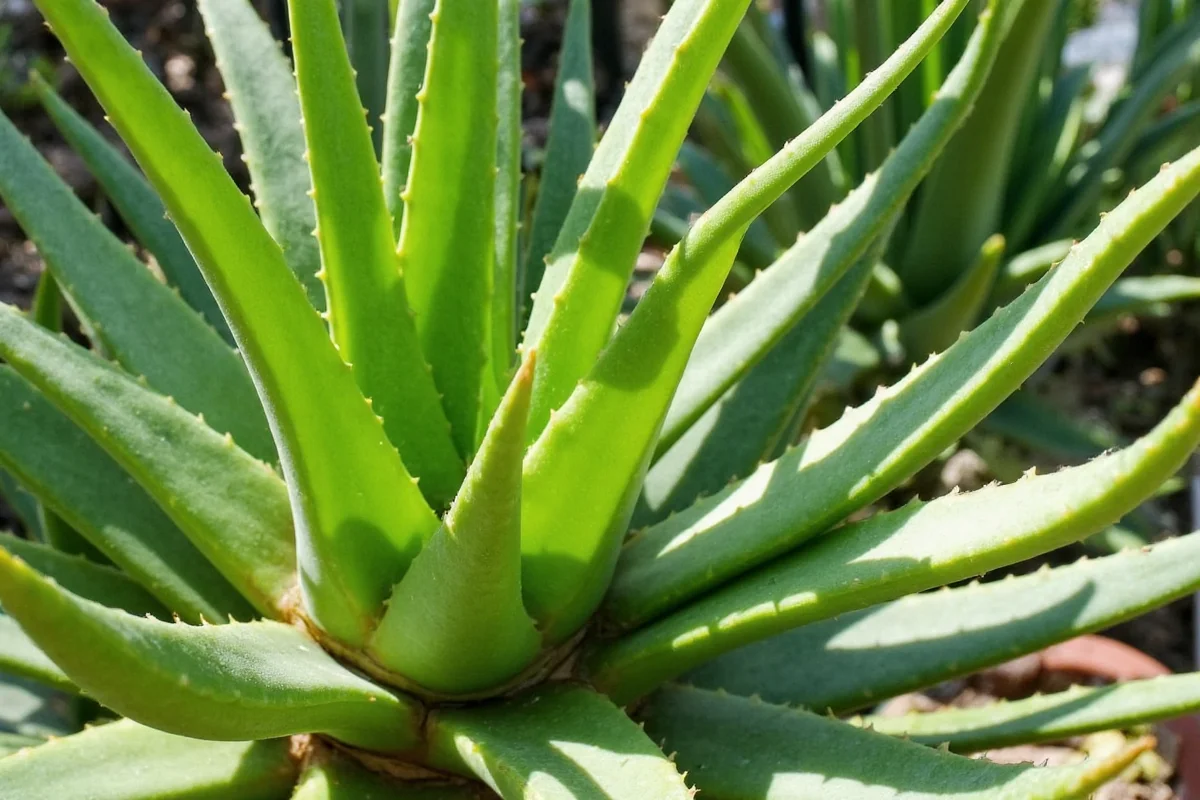 how much sun does an aloe vera plant need