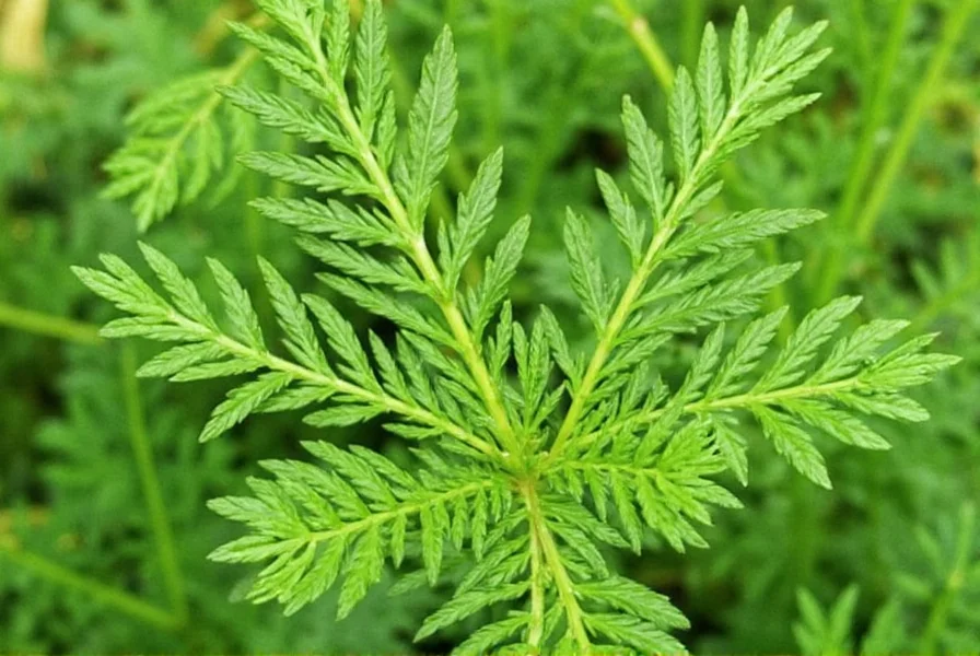Fresh dill in a garden