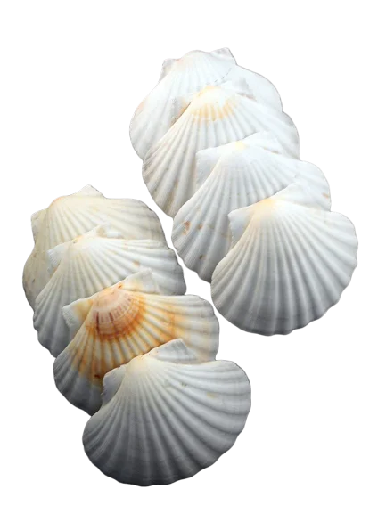 
Scallop Shells Bulk for food /DIY Seashell Crafts 