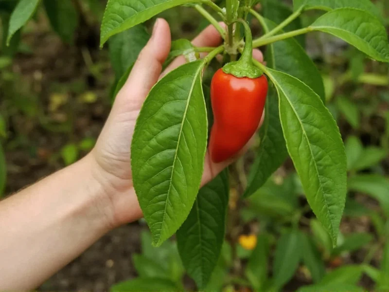 What Pepper Is Made Of: Natural Plant Origins Explained