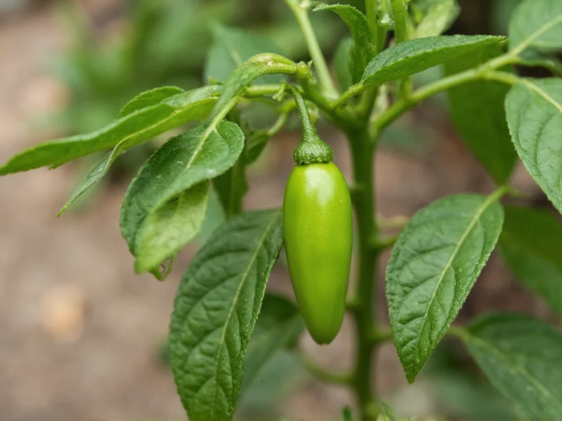 Dry Jalapeno: Complete Guide to Uses, Storage & Flavor