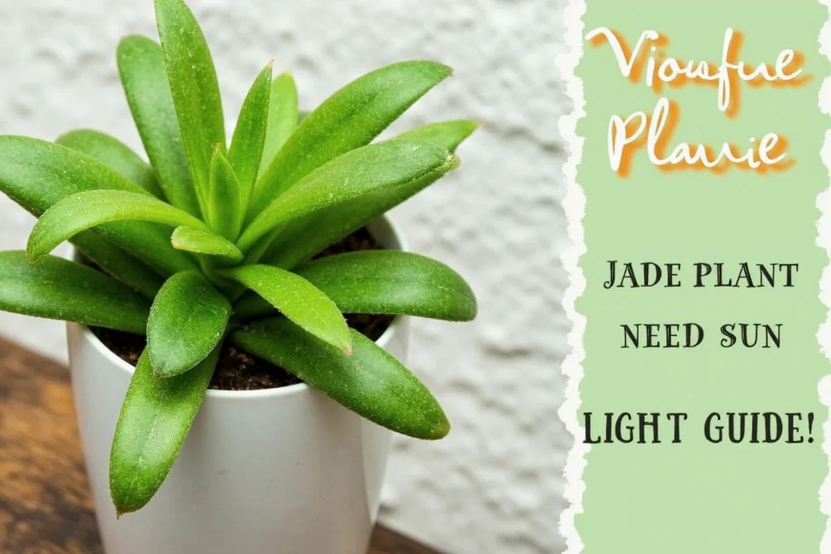 does a jade plant need sun