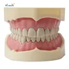 Very Popular Copy28pcs Tooth Big Frasaco Dental Teeth Study Training Model