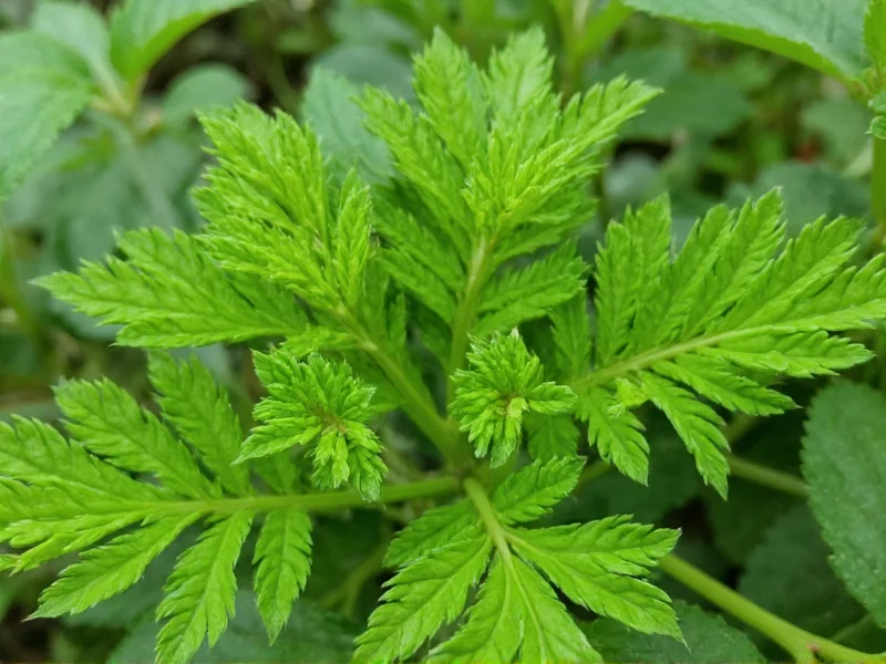 Plants Similar to Parsley: Safe Substitutes & Dangerous Look-Alikes