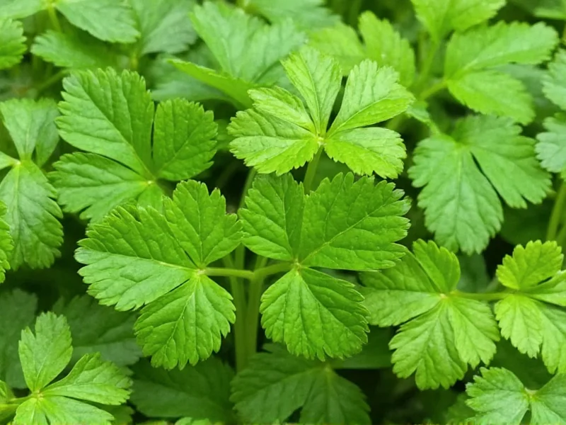 Coriander vs Cilantro: Same Plant, Different Names Explained