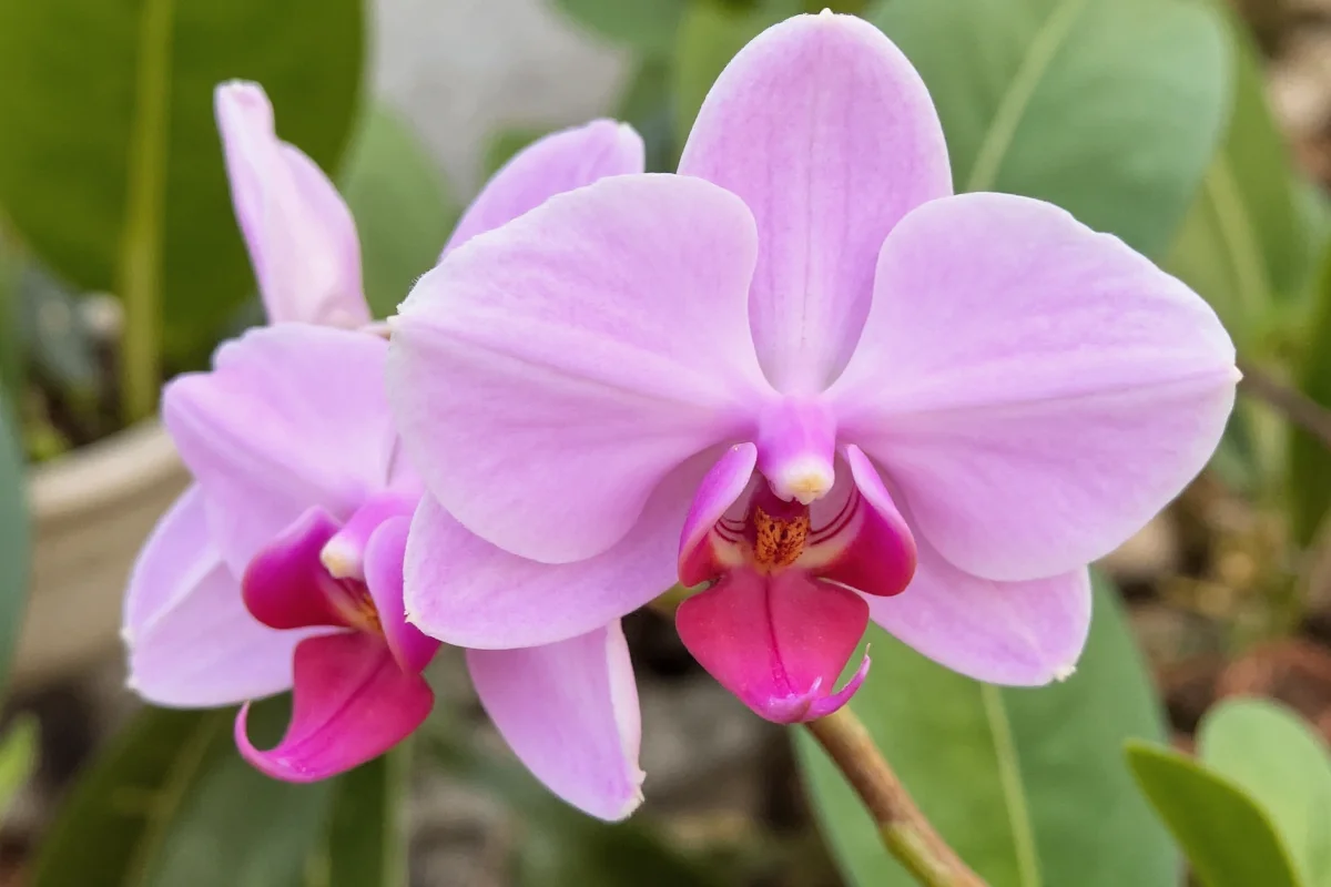 0827 orchid