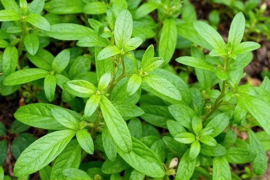 Jars of marjoram spice
