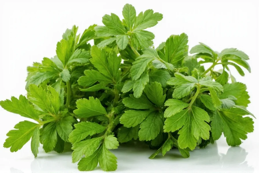 cilantro chronicles 7 ways this spice can change your kitchen game