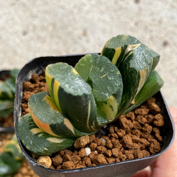 
Wholesale Succulent The Hotel Haworthia Truncata Variegata Beizai 