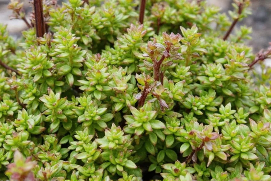 Anise Benefits: Science-Backed Health Advantages Explained