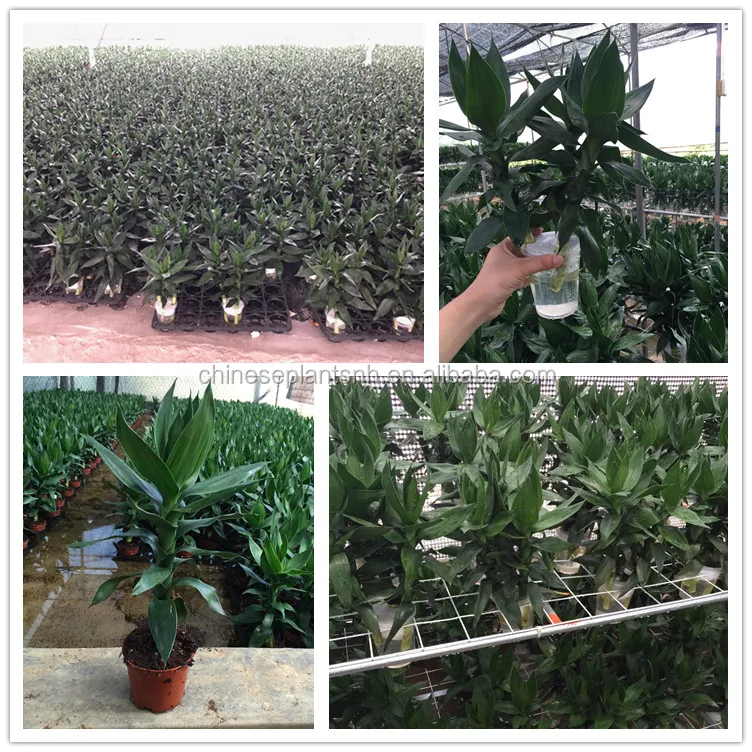 lotus lucky bamboo (2).jpg