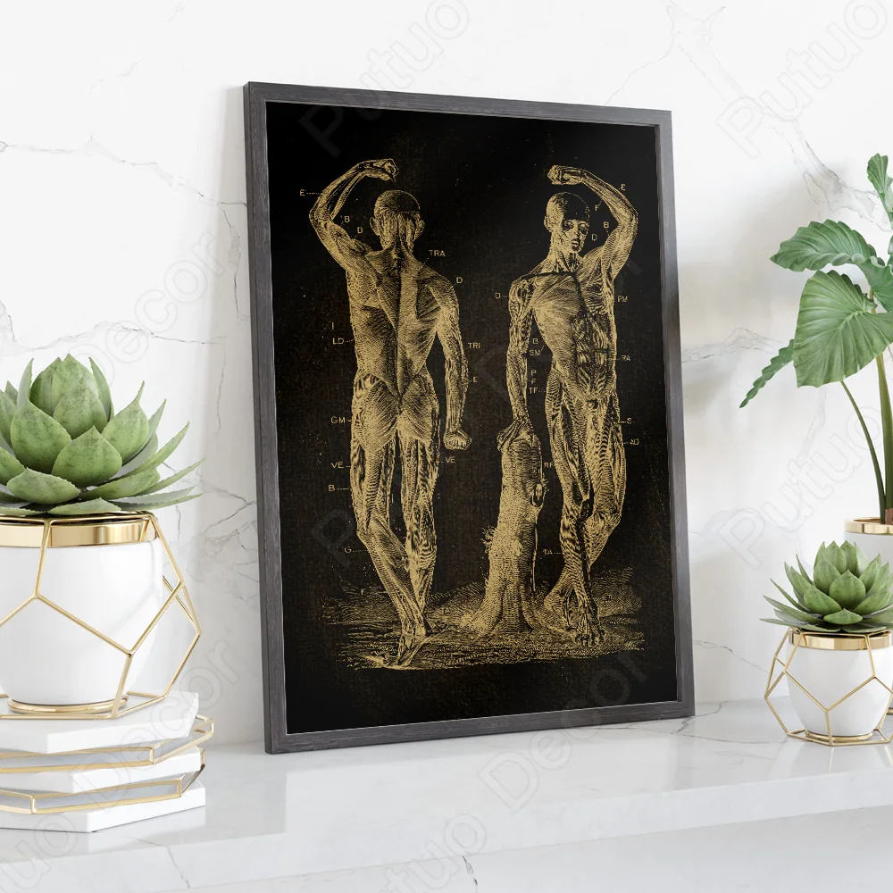

Putuo Decor Human Anatomy Illustrations Wall Muscle Skeleton Canvas Print Education Painting Decor