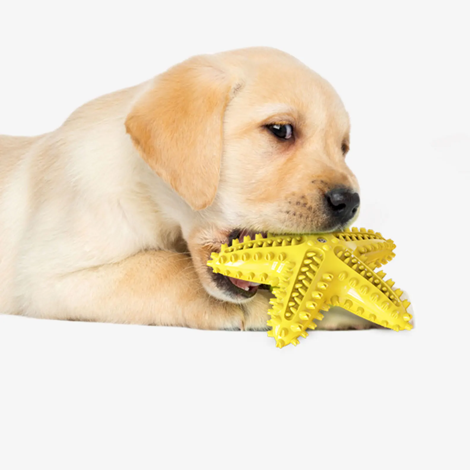 

Pet Teething Squeaky Toy Dog Toothbrush Starfish Shaped Dental Cleaning Dog Chew Toy For Pet, 3 colors optional