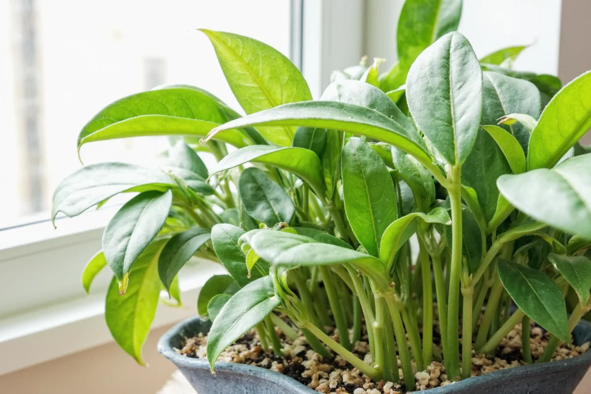 are orchids toxic to cats