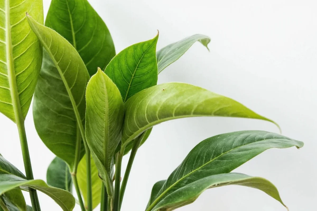 how to care for rubber plant