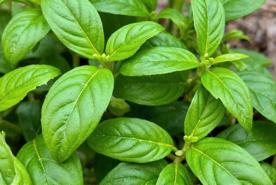 Beef Basil Usage