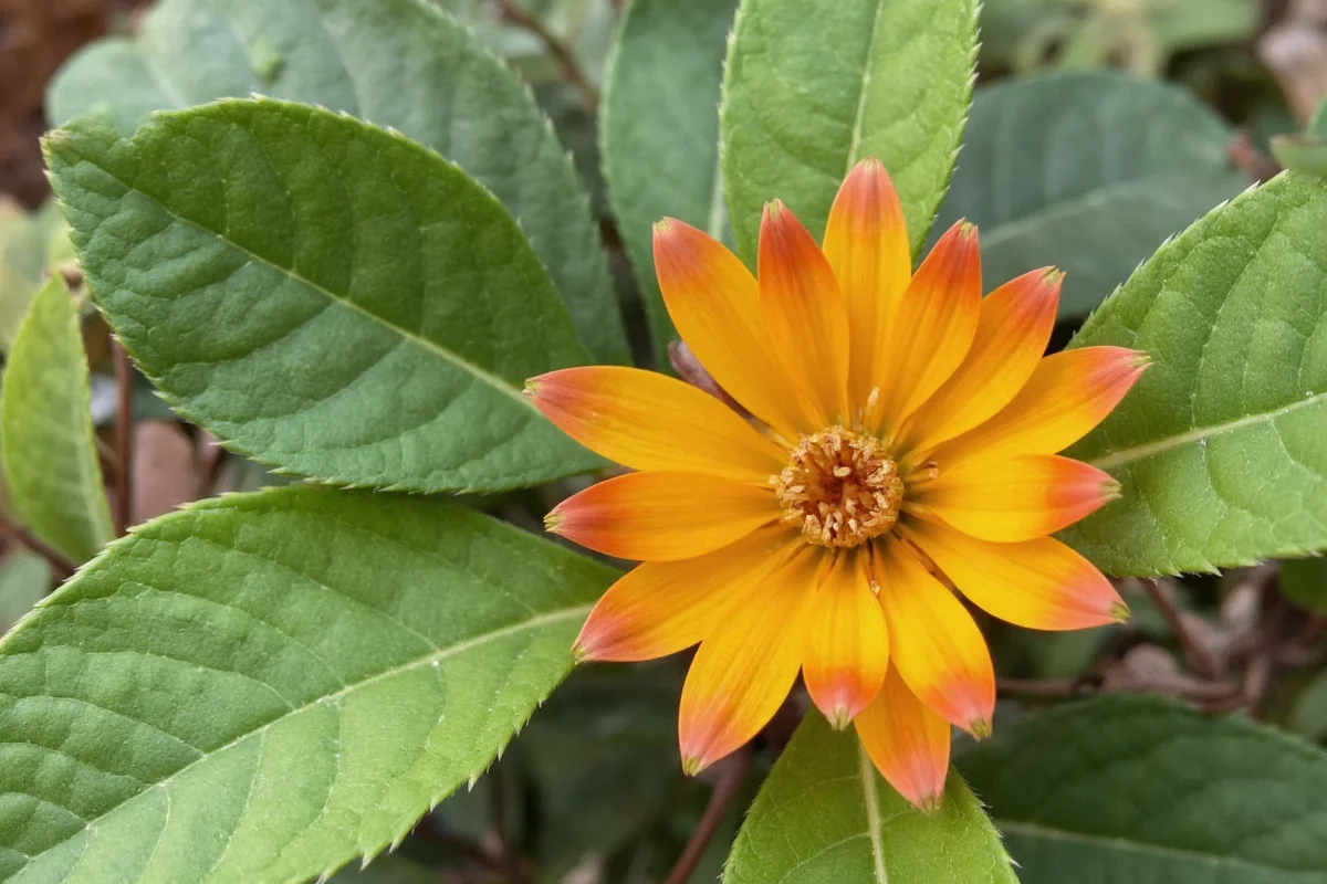 laurel types benefits challenges uses