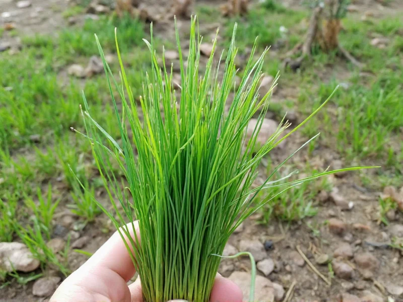 What Are Chives? Complete Culinary Herb Guide