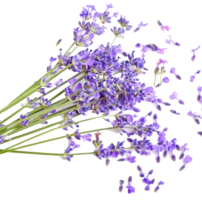 

Organic wholesale 10ml 100% pure natural steam distillation lavender essential oil 1kg BULK